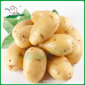 Fresh potato market/Fresh potato /Holland Potato
